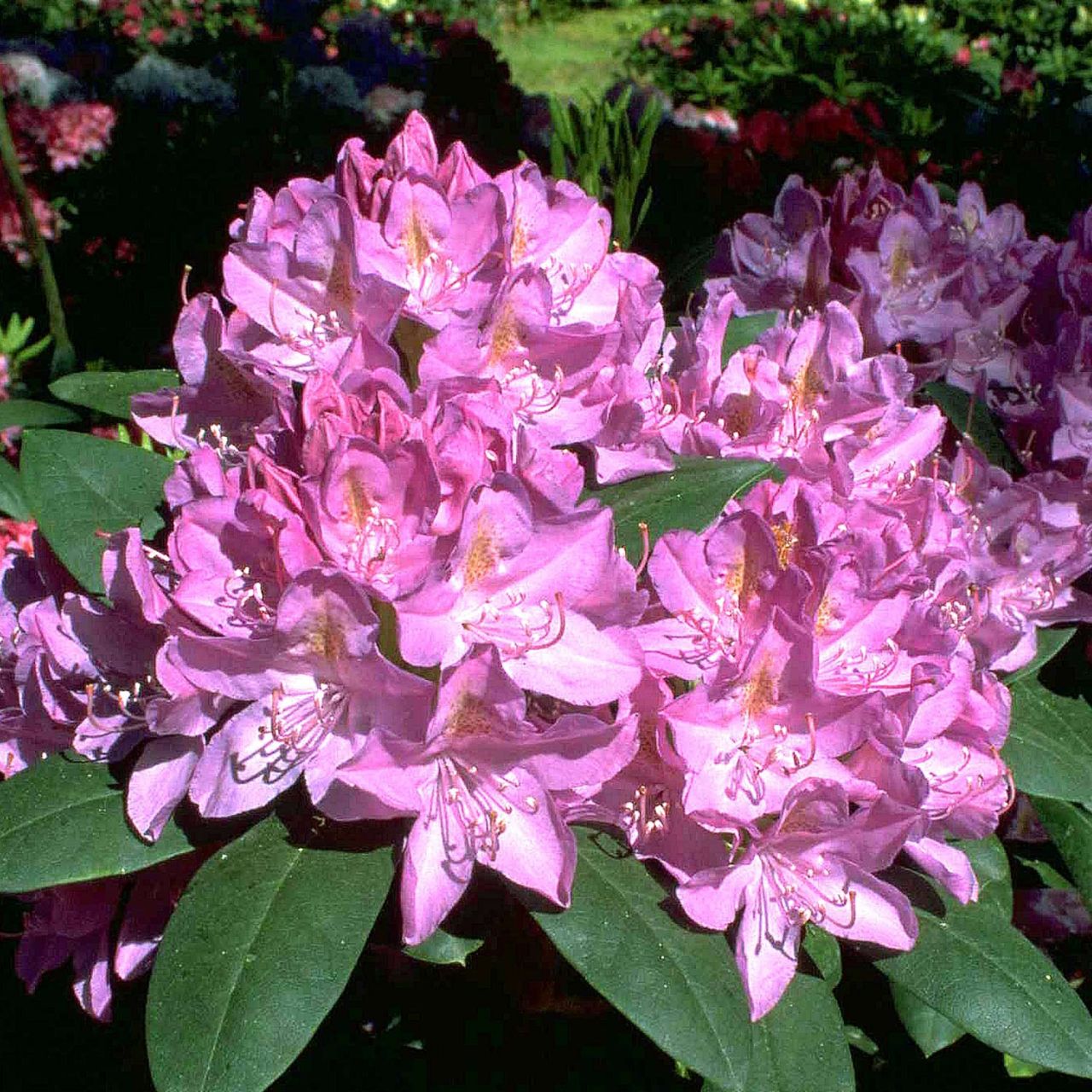 Kategorie <b>Rhododendron </b> - Rhododendron 'Roseum Elegans' - Rhododendron Hybride 'Roseum Elegans'