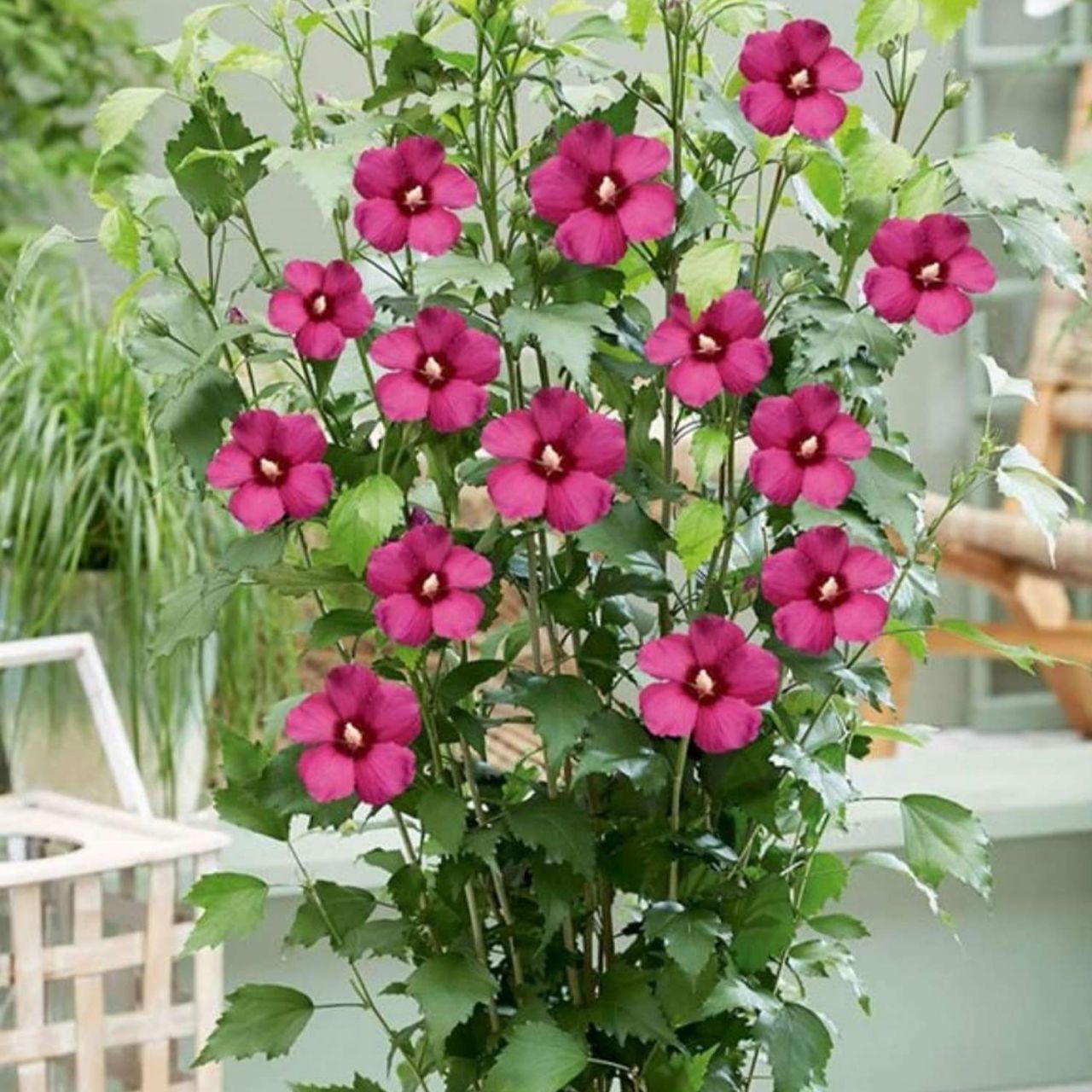 Kategorie <b>Laubbäume </b> - Säulen-Garteneibisch 'Flower Tower Ruby®' - Hibiscus syriacus 'Flower Tower Ruby'