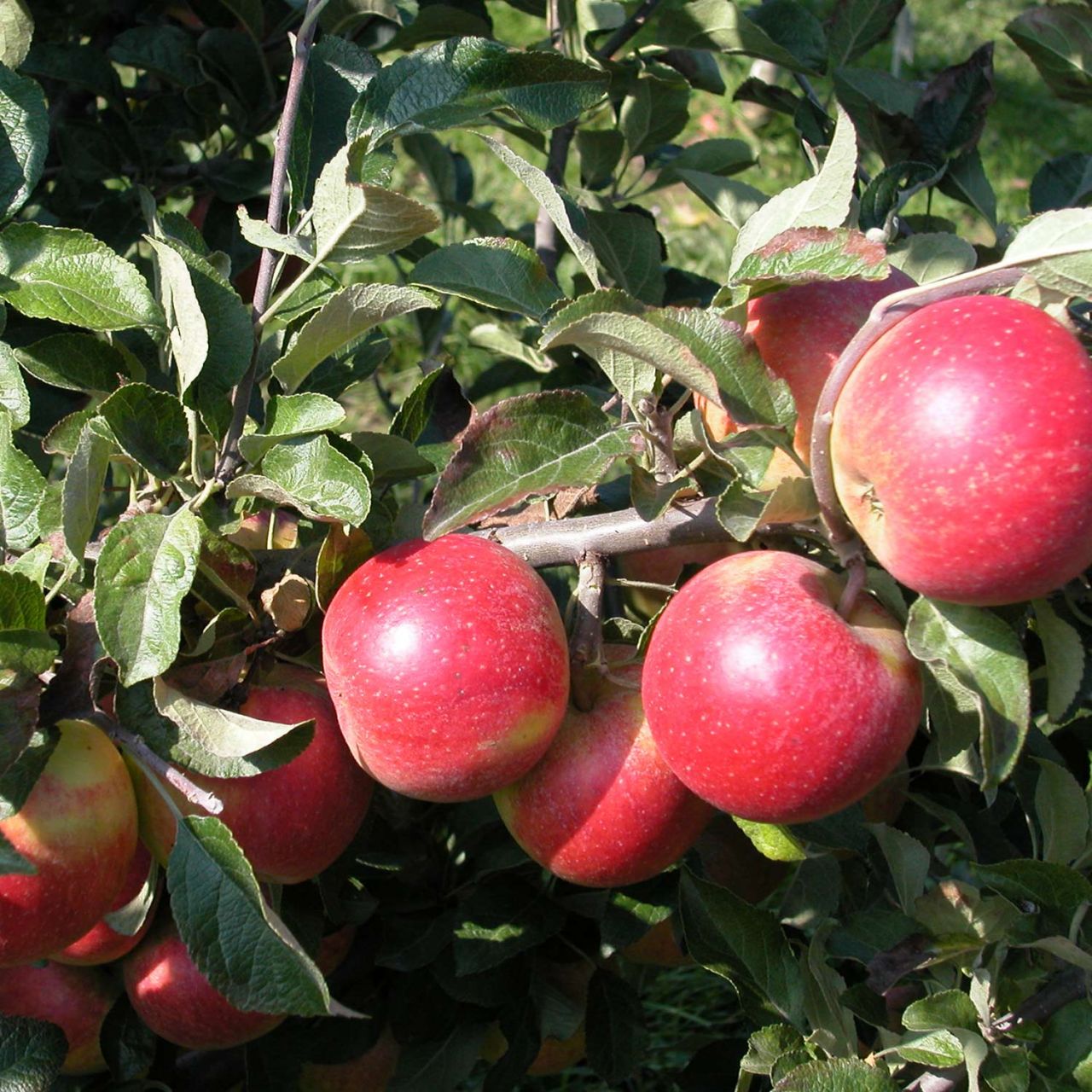 Apfel ‚Holsteiner Cox‘ – Busch