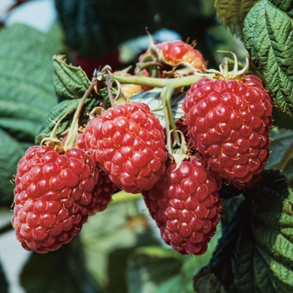 Kategorie <b>Beeren </b> - Dornenlose Himbeere 'Twotimer® Solu-rot' - Rubus idaeus