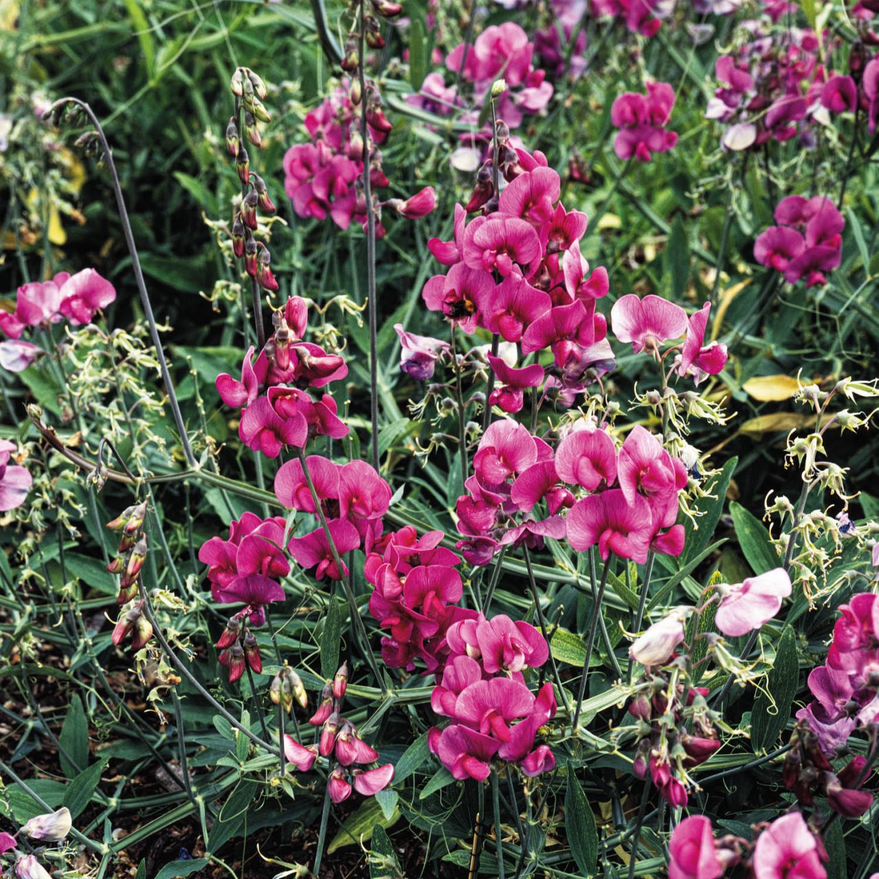 Kategorie <b>Kletterpflanzen </b> - Staudenwicke/ Breitblättrige Platterbse, rosa - Lathyrus latifolius