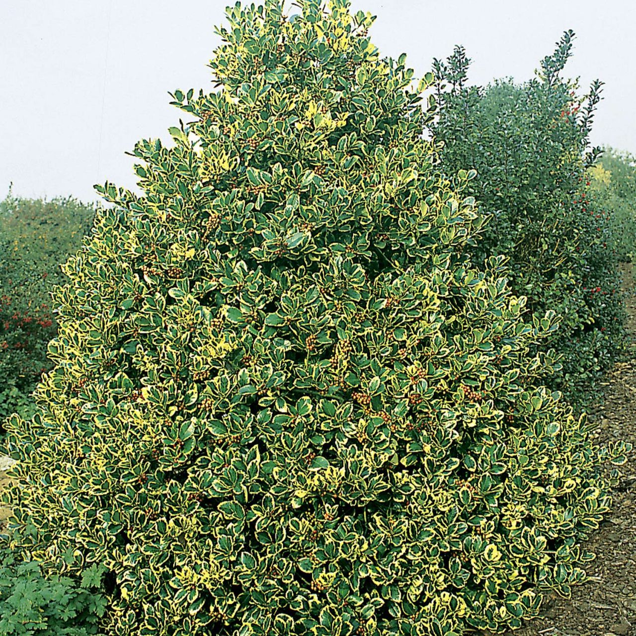 Kategorie <b>immergrüne Laubbäume </b> - Gelbbunte Stechpalme 'Golden King' - Ilex altaclerensis 'Golden King'