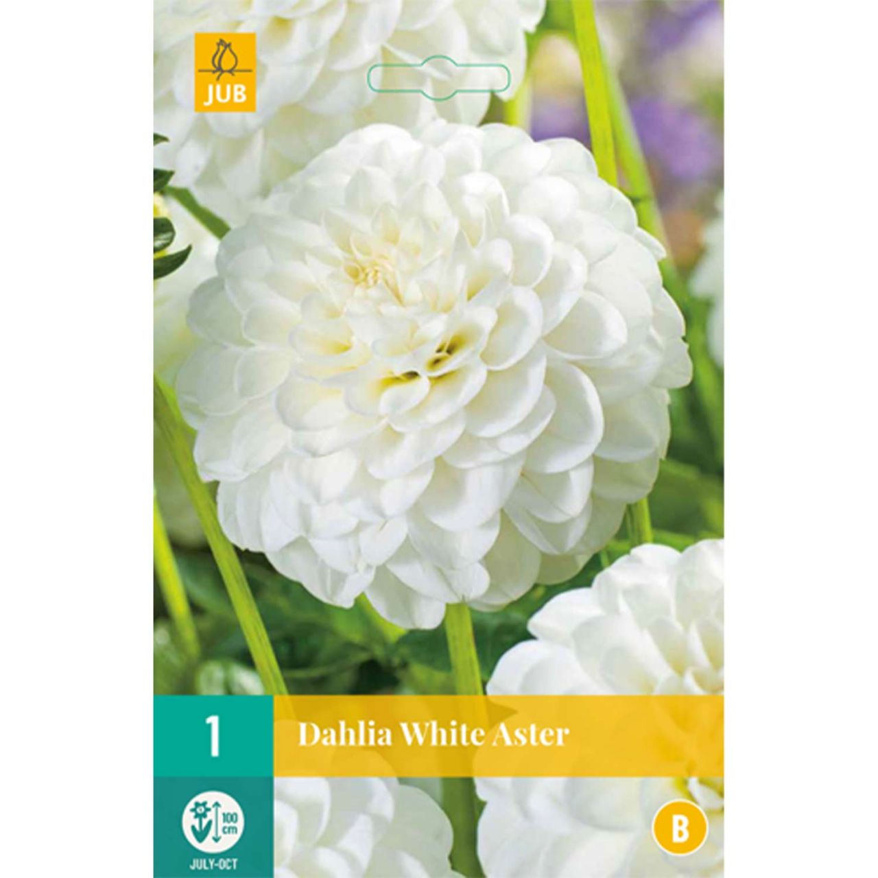 Kategorie <b>Frühlings-Blumenzwiebeln </b> - Pompondahlie 'White Aster' - Dahlia 'White Aster'