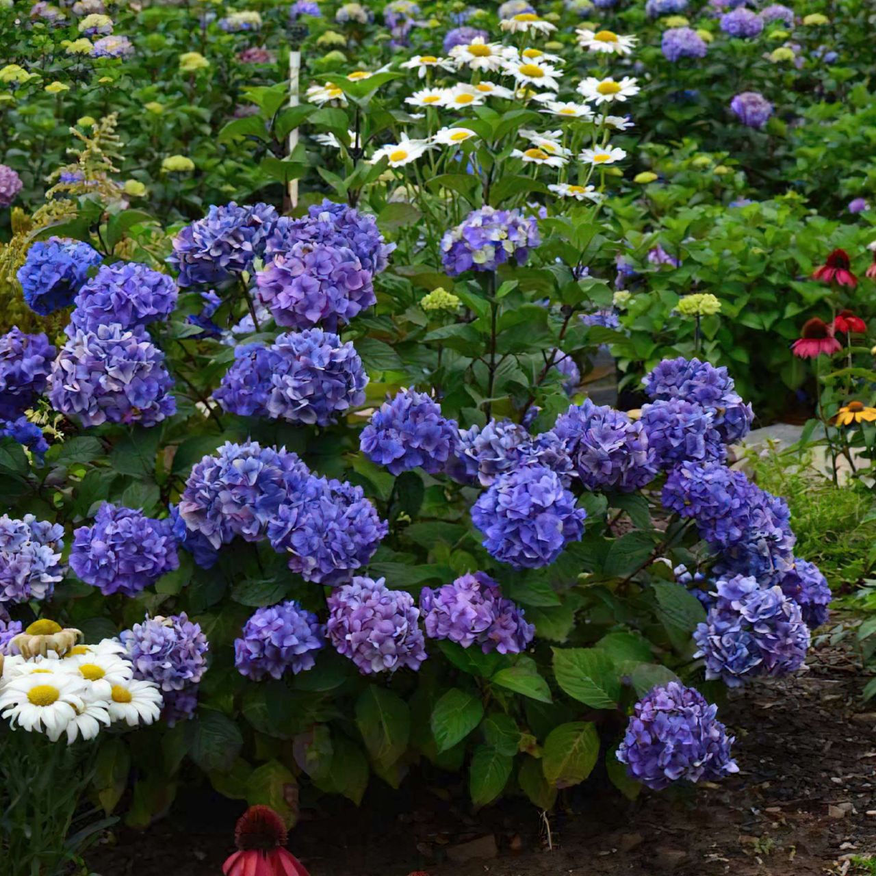 Kategorie <b>Blütensträucher und Ziergehölze </b> - Hortensie 'Endless Summer® BloomStar®' Blau - Hydrangea macrophylla 'Endless Summer® BloomStar®'