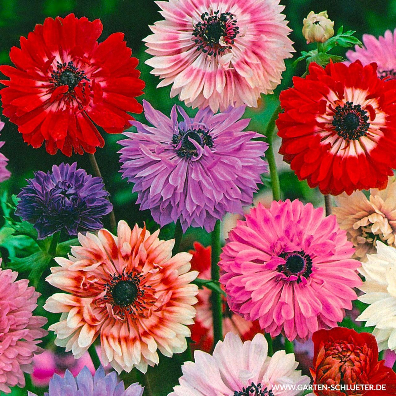 Kategorie <b>Frühlings-Blumenzwiebeln </b> - Garten-Anemone 'St. Brigid' - Mischung - 15 Stück