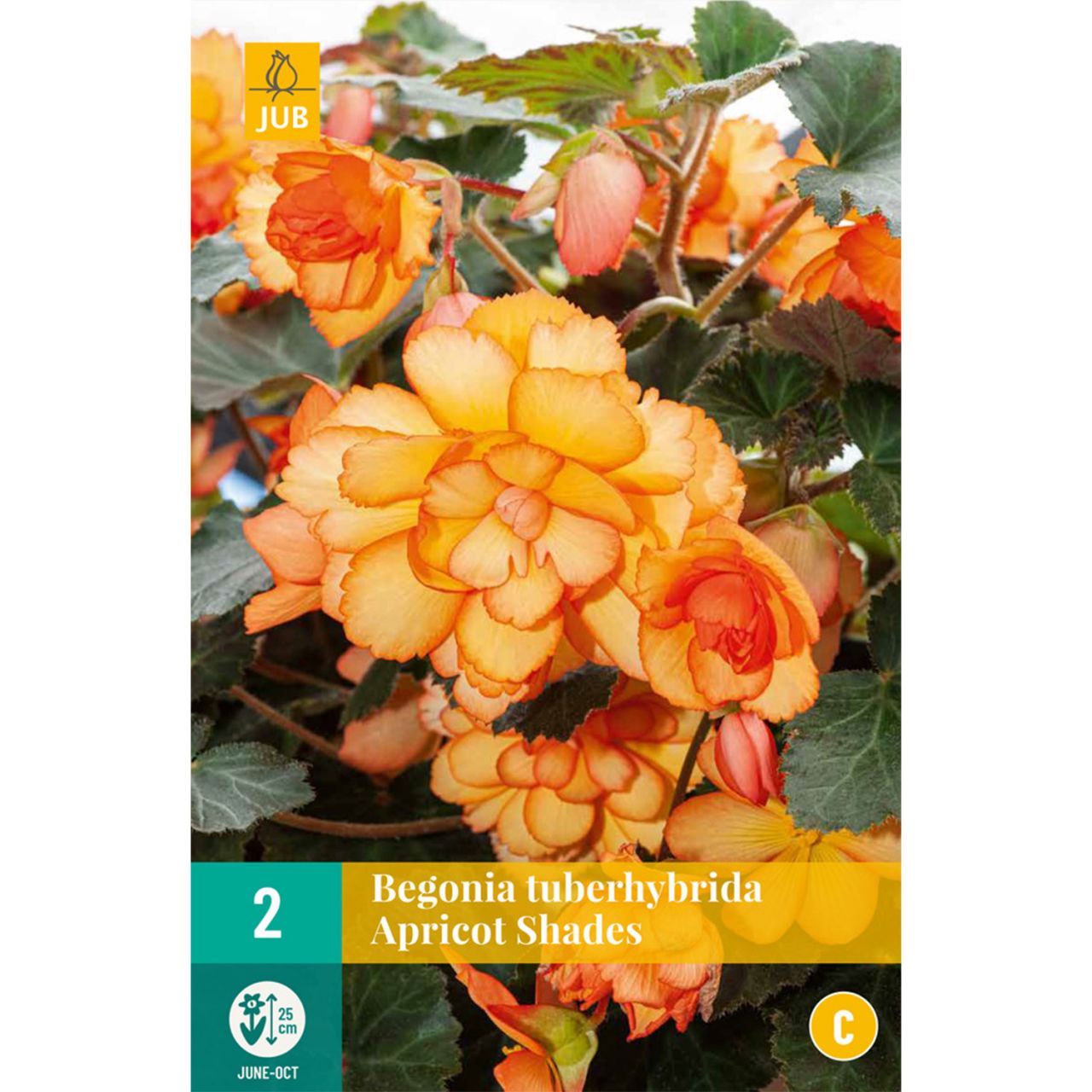 Kategorie <b>Frühlings-Blumenzwiebeln </b> - Begonie 'Apricot Shades', 2 Stück - Begonia tuberhybrida 'Apricot Shades'