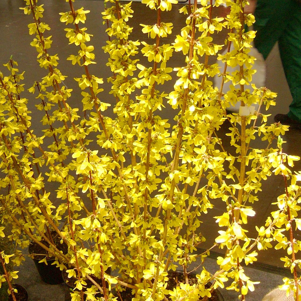 Kategorie <b>Laubbäume </b> - Goldglöckchen 'Goldrausch', 3 Liter, 40 - 60 cm - Forsythia intermedia 'Goldrausch'