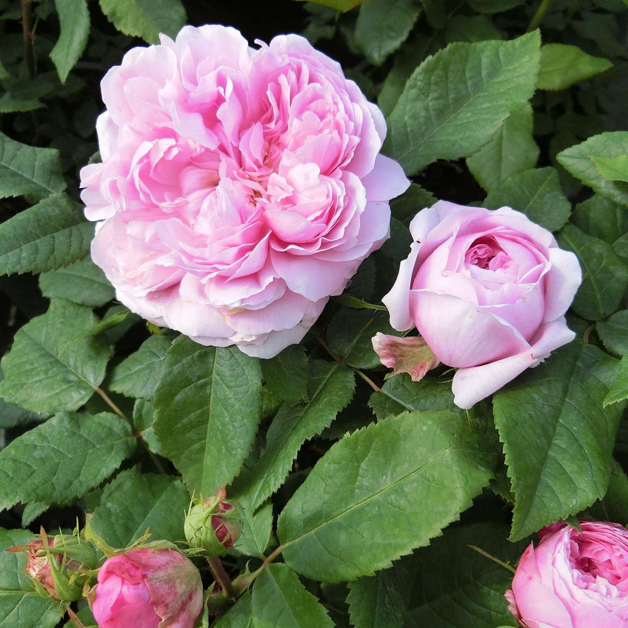 Kategorie <b>Historische Rosen </b> - Historische Rose 'Jacques Cartier' - Rosa damascena 'Jacques Cartier'