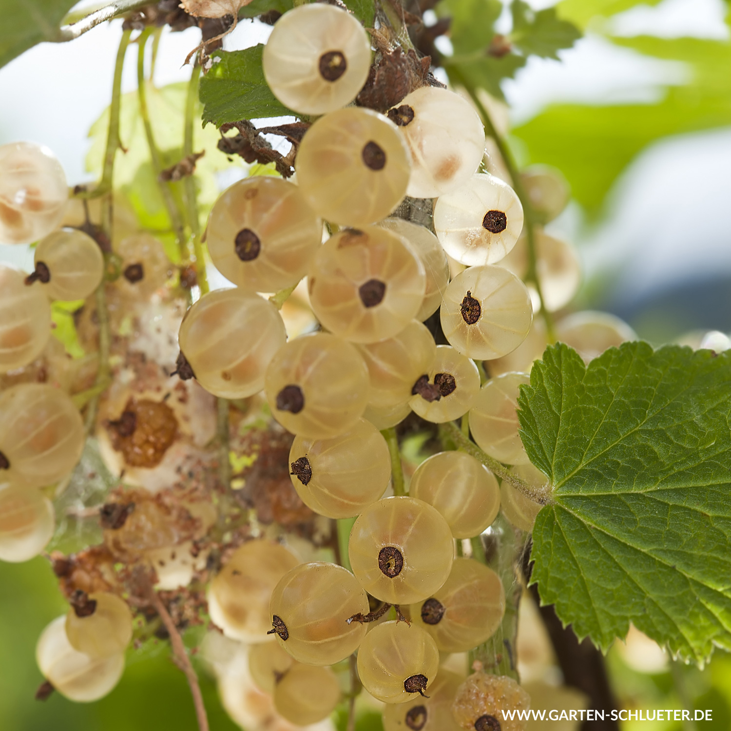 Weiße Johannisbeere 'Weiße Versailler®' - Ribes rubrum sativa 'Weiße  Versailler®' - Johannisbeeren | GARTEN SCHLÜTER
