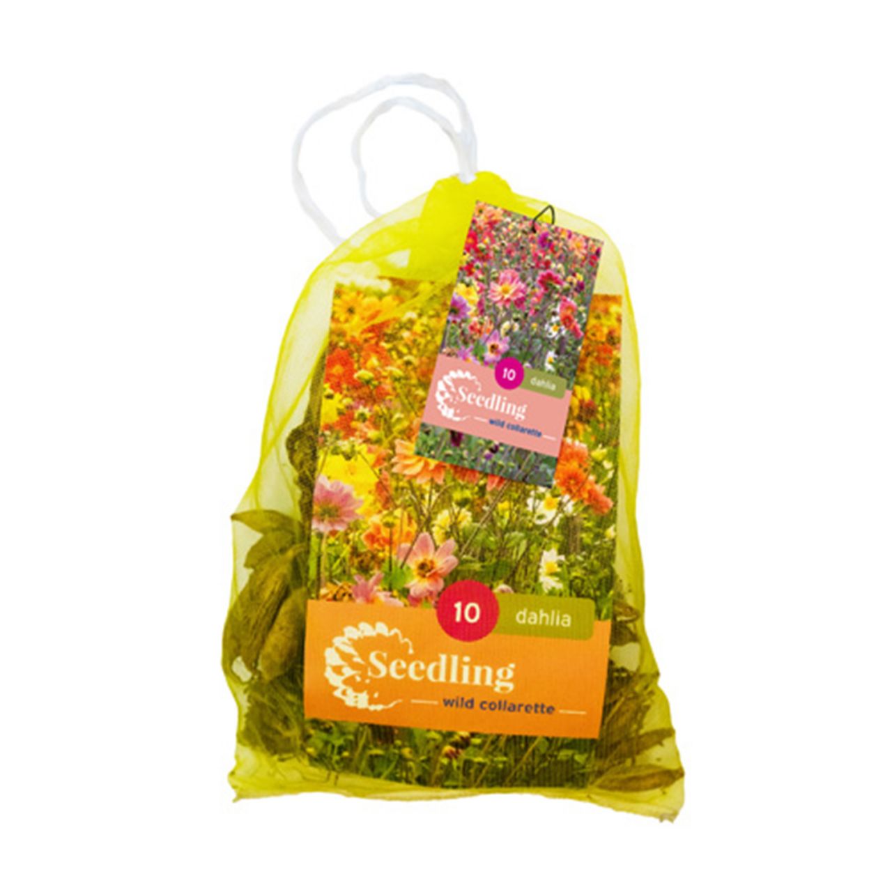 Kategorie <b>Frühlings-Blumenzwiebeln </b> - Wilde Halskrausen-Dahlien-Mischung - 10 Stück - Dahlia Seedling Collarette