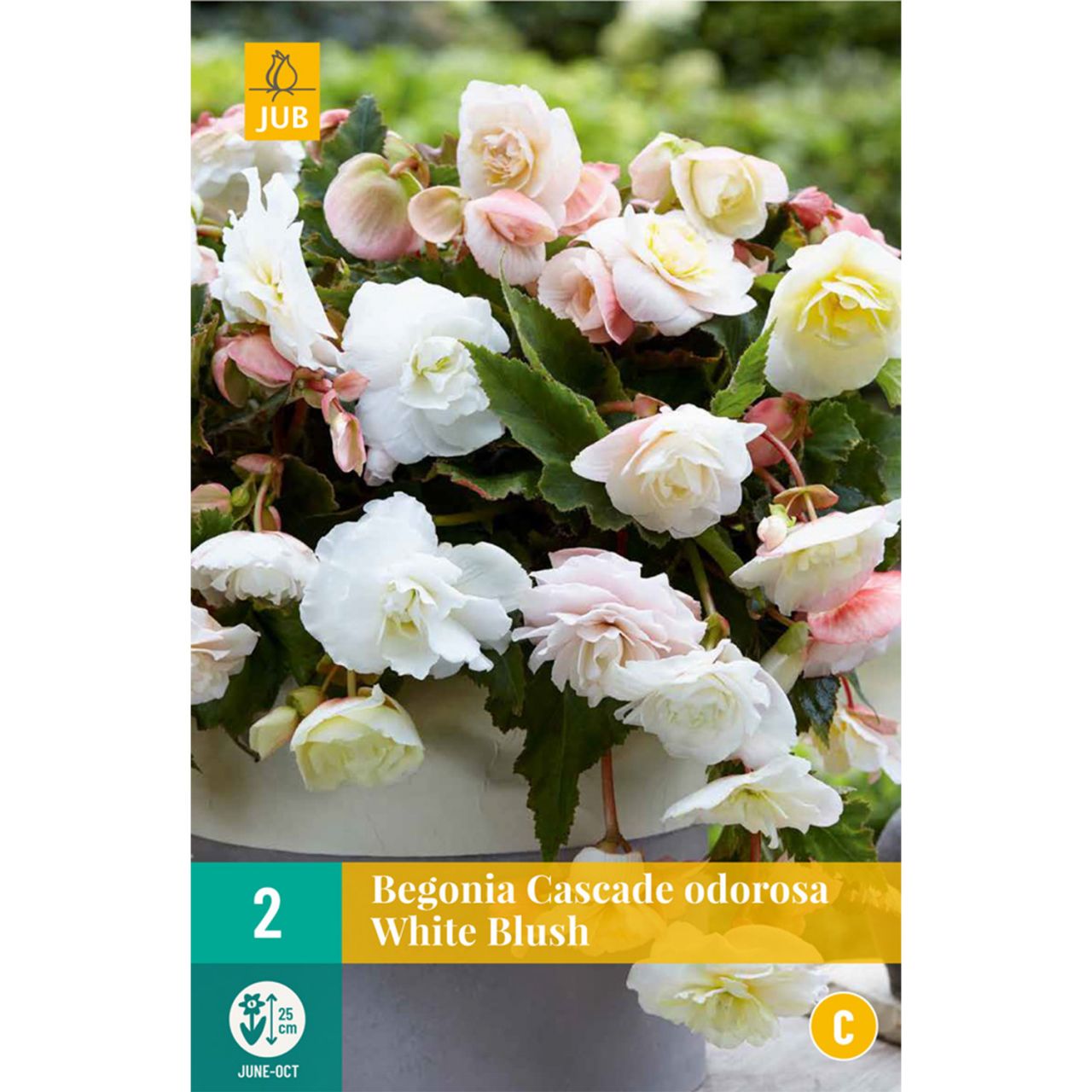 Kategorie <b>Frühlings-Blumenzwiebeln </b> - Duftende Kaskadenbegonie 'White Blush', 2 Stück - Begonia cascade odorosa 'White Blush'