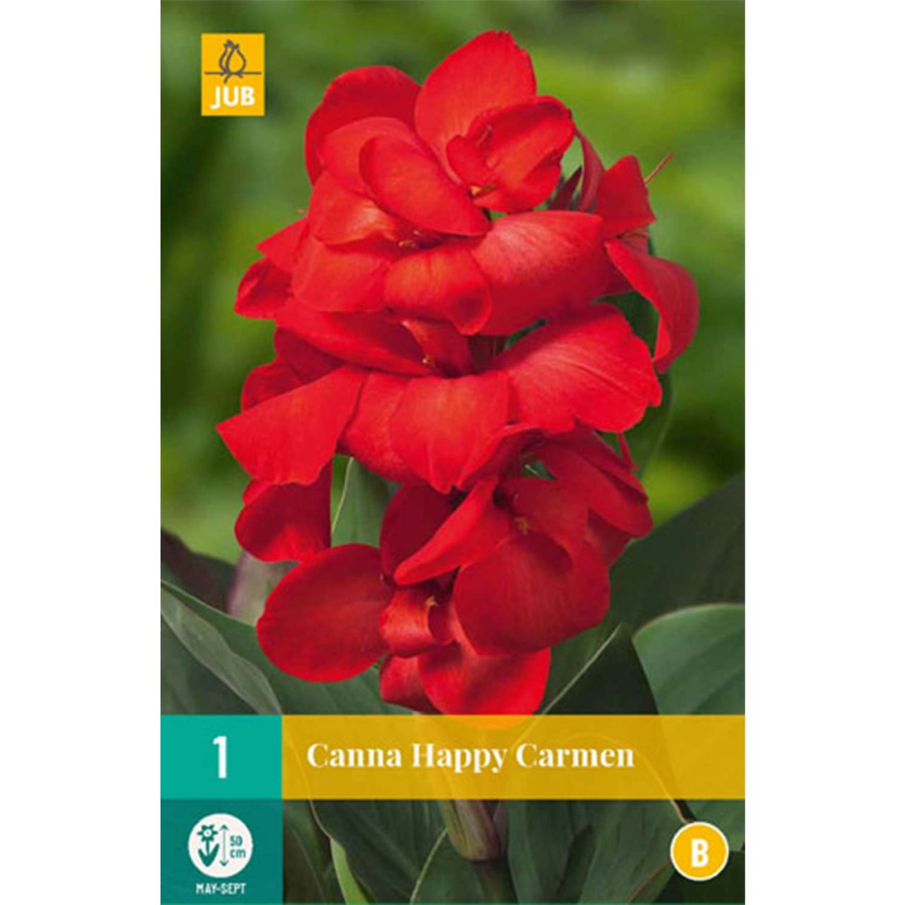 Kategorie <b>Frühlings-Blumenzwiebeln </b> - Zwerg-Canna 'Happy Carmen' - 1 Stück - Canna indica