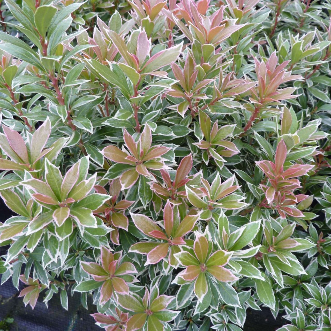  Lavendelheide/ Schattenglöckchen 'Little Heath Green' - Pieris japonica 'Little Heath Green'
