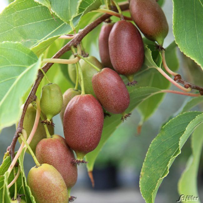 Kategorie <b>Obst </b> - Minikiwi 'Kiwi Berry® Red Jumbo®' - Actinidia arguta
