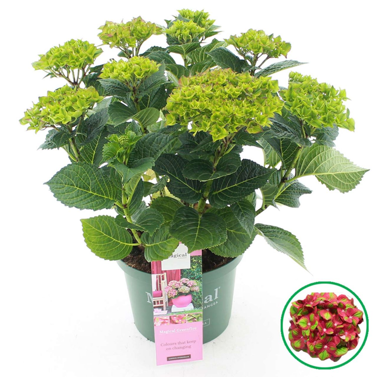 Kategorie <b>Blütensträucher und Ziergehölze </b> - Hortensie 'Magical® Greenfire' - Hydrangea macrophylla 'Magical Greenfire'