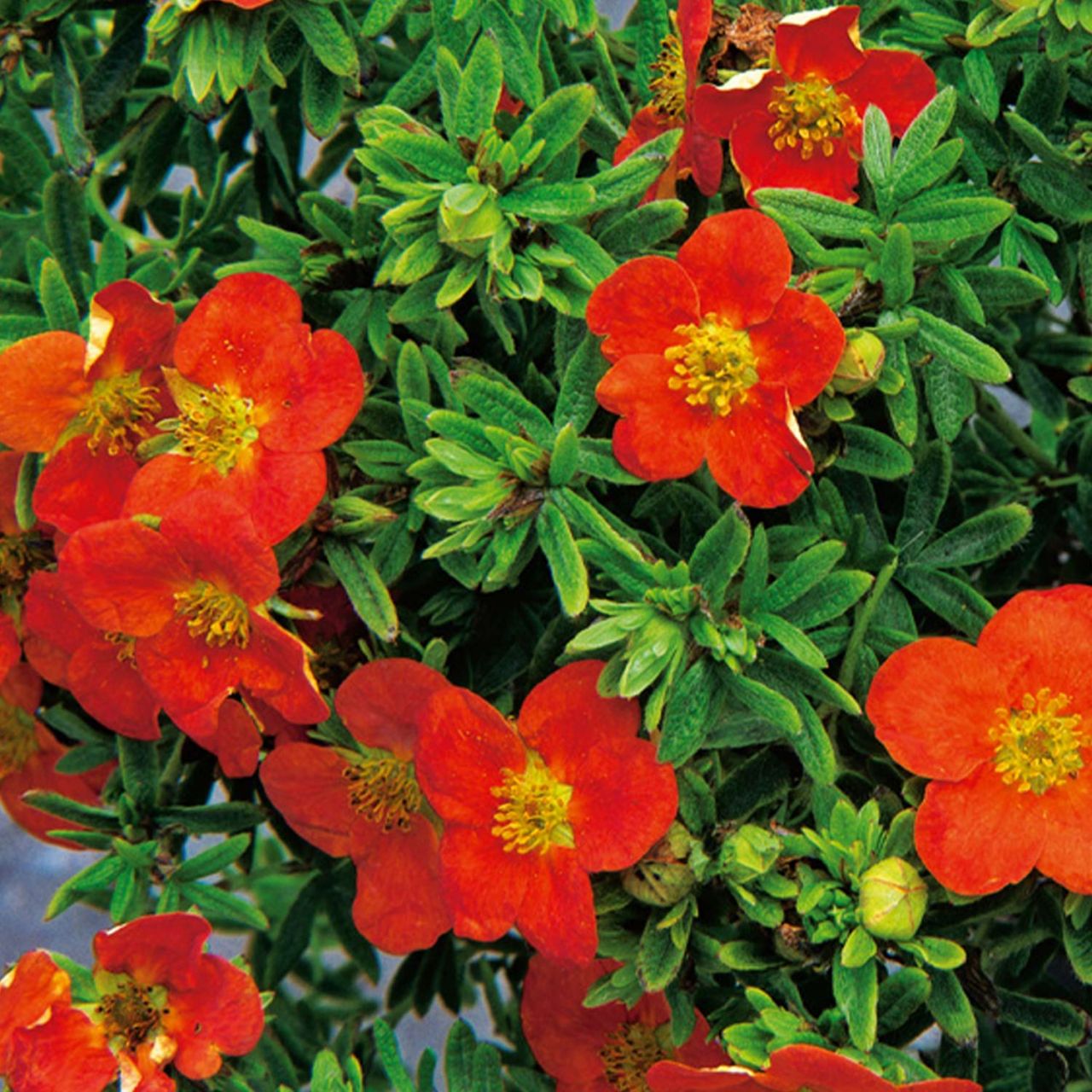 Kategorie <b>Bodendecker </b> - Fingerstrauch 'Red Ace' - Potentilla fruticosa 'Red Ace'