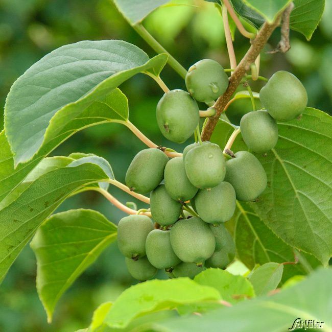 Kategorie <b>Obst </b> - Minikiwi 'Kiwi Berry® Fresh Jumbo®' - Actinidia arguta