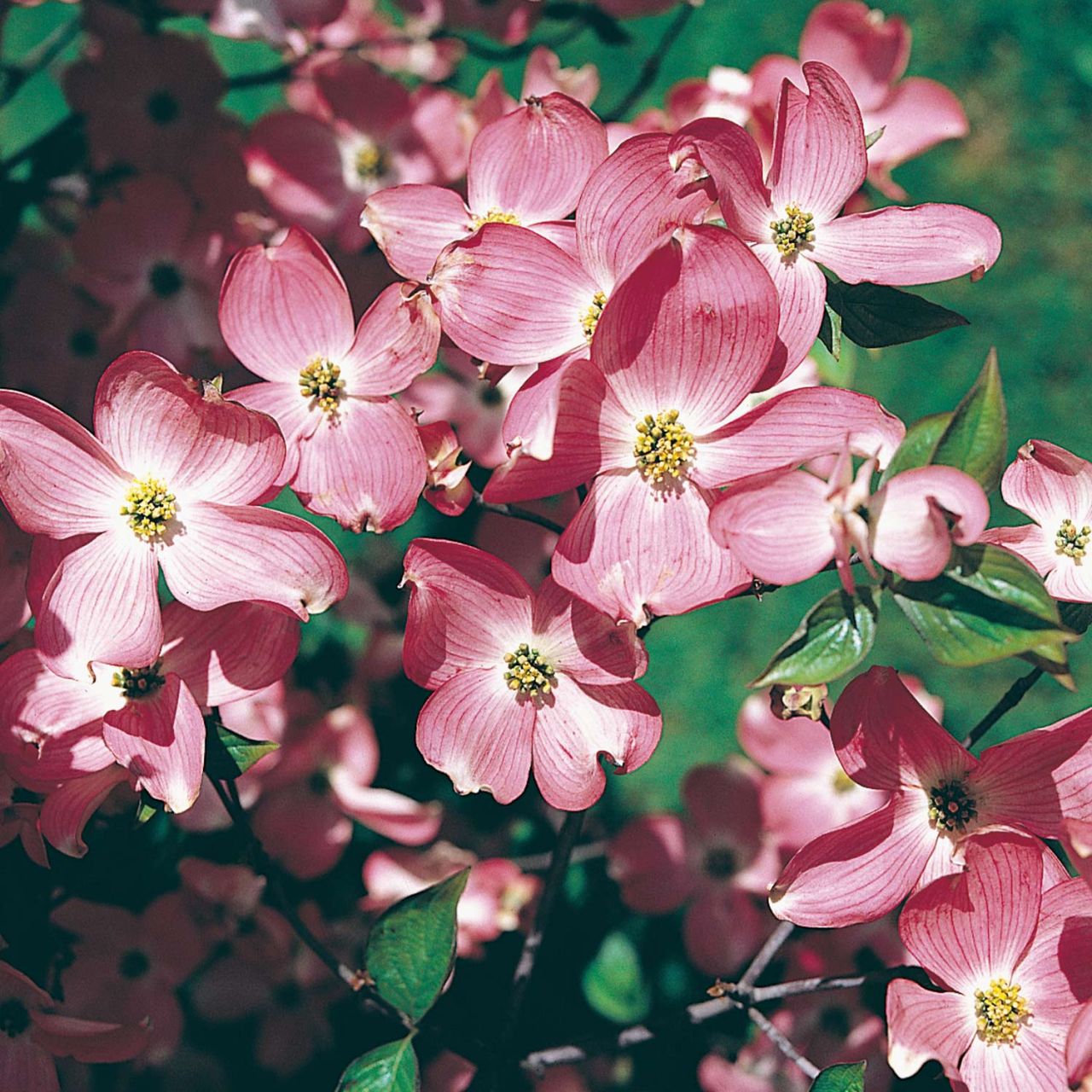 Blütensträucher und Ziergehölze - Roter Blumenhartriegel 'Rubra' - Cornus florida 'Rubra'