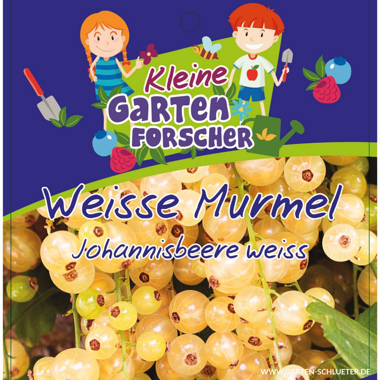 Kategorie <b>Beeren </b> - Weiße Johannisbeere 'Weiße Murmel'  - Kleine Gartenforscher - Ribes rubrum sativa