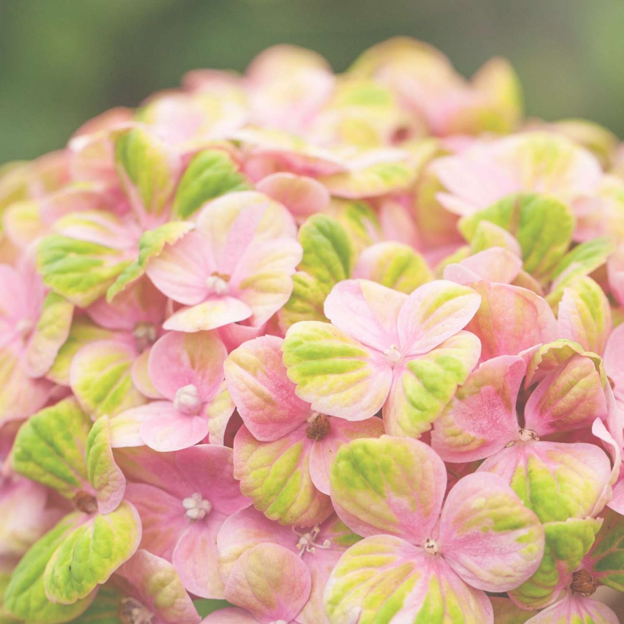 Kategorie <b>Blütensträucher und Ziergehölze </b> - Gartenhortensie 'Magical Jewel Pink®' - Hydrangea macrophylla 'Magical Jewel Pink®'