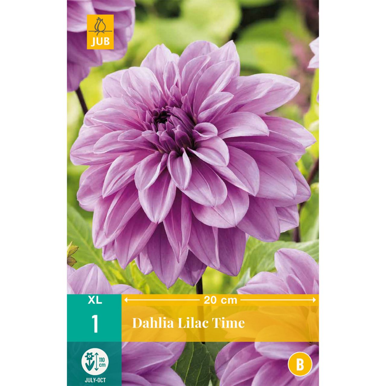 Kategorie <b>Frühlings-Blumenzwiebeln </b> - XXL-Dahlie 'Lilac Time', 1 Stück - Dahlia 'Lilac Time'