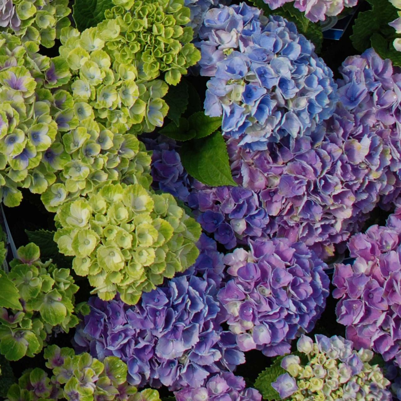 Kategorie <b>Blütensträucher und Ziergehölze </b> - Gartenhortensie 'Magical Jewel Blue®' - Hydrangea macrophylla 'Magical Jewel® Blue'