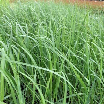 Rutenhirse 'Northwind' Rutenhirse 'Northwind'