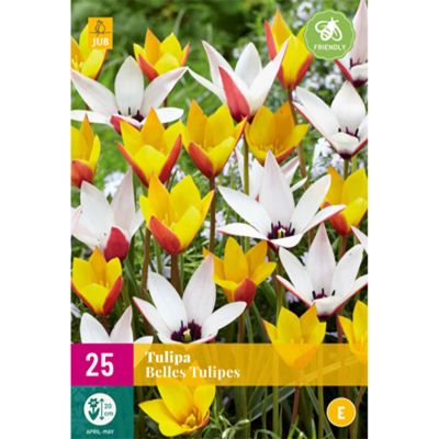 Wildtulpen-Mischung 'Belles Tulipes'  -  25 Sück