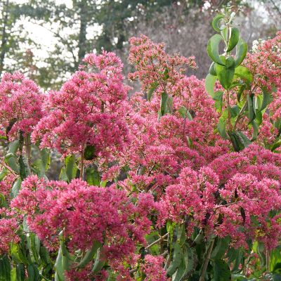 Proven Winners® Sieben-Söhne-des-Himmels-Blume 'Temple of Bloom®'
