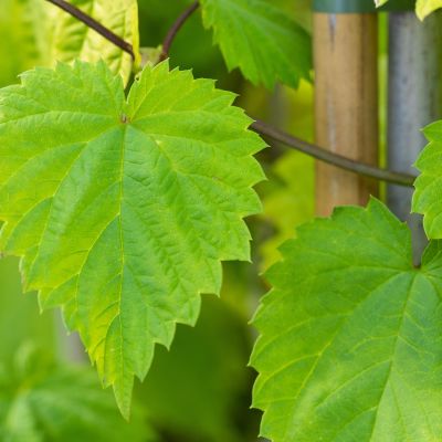 Echter Hopfen 'Aureus'
