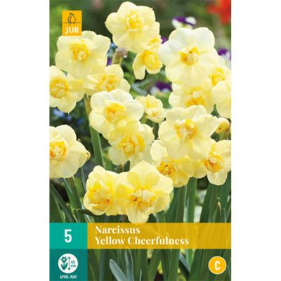 Gefüllte-Narzisse 'Yellow Cheerfulness' - 5 Stück Gefüllte-Narzisse 'Yellow Cheerfulness' - 5 Stück