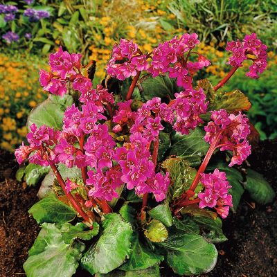 Bergenie 'Purpurea' Wickelwurz Bergenie 'Purpurea' Wickelwurz