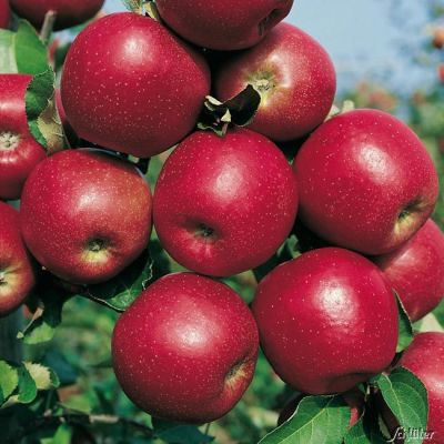 Zwerg-Apfel 'Roter Jonagold' Zwerg-Apfel 'Roter Jonagold'