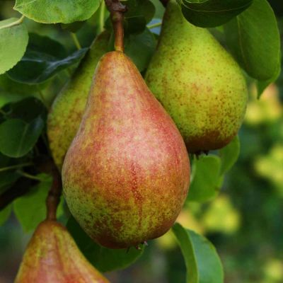 Birne 'Clapps Liebling' - Sommerbirne