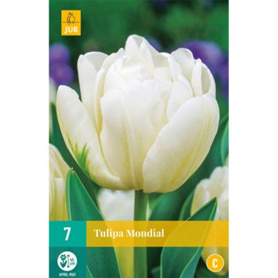 Gefüllte frühe Tulpe 'Mondial' - 7 Stück Gefüllte frühe Tulpe 'Mondial' - 7 Stück