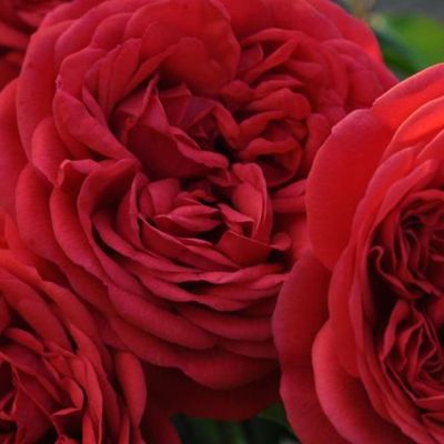 Beetrose 'Out of Rosenheim®' Beetrose 'Out of Rosenheim®'