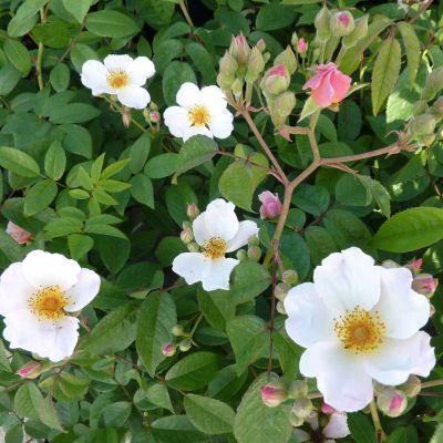 Ramblerrose 'Francis E. Lester' Ramblerrose 'Francis E. Lester'