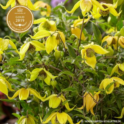 Gold-Waldrebe Gold-Waldrebe