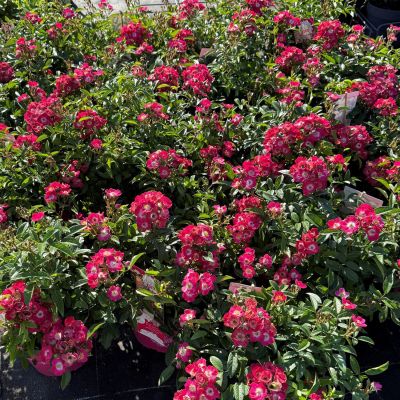 Zwerg-Strauchrose 'Rosy Boom® Mini'