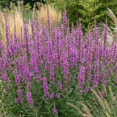 Blut-Weiderich 'Rosy Gem'