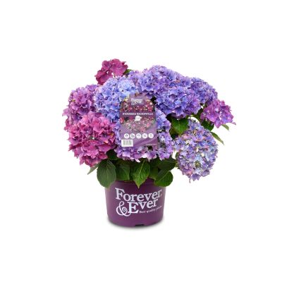 Ballhortensie 'Forever & Ever® Purple'