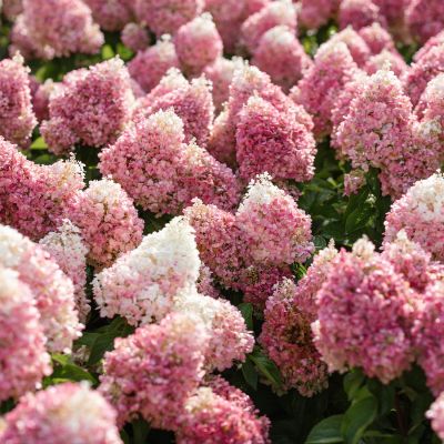 Zwerg-Rispenhortensie 'Living Pinky Promise®'