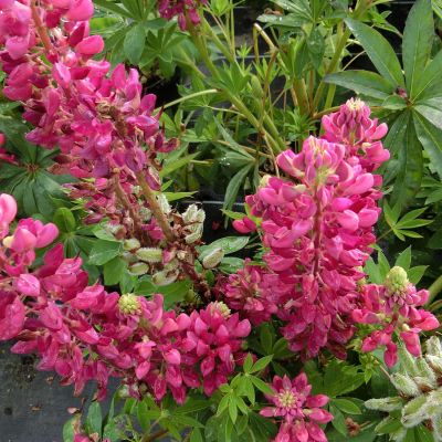 Gartenlupine 'Gallery Red'