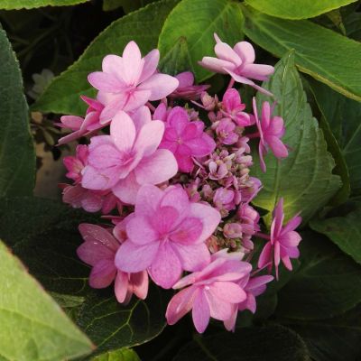 Gefüllte Tellerhortensie You & Me 'Romance®' - Rosa