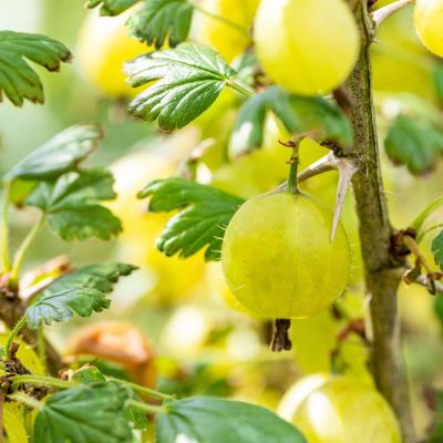 Stachelbeere 'Hinnonmäki gelb'