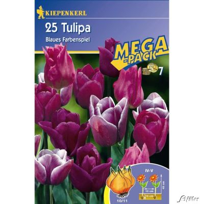 Triumph-Tulpe 'Blaues Farbenspiel' -  25 Stück