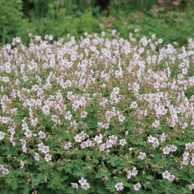 Cambridge Storchschnabel 'Harz'