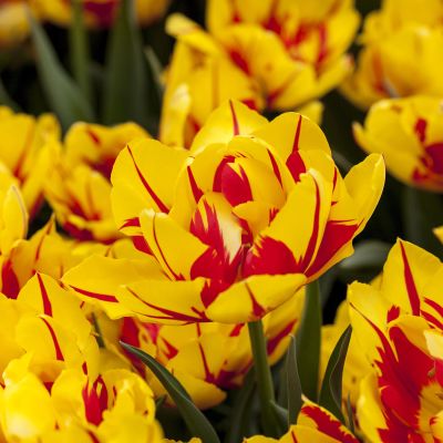 Gefüllte frühe Tulpe 'Monsella' - 5 Stück