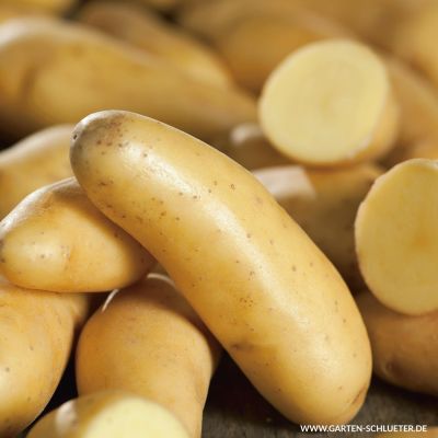 Pflanzkartoffeln 'La Ratte' Pflanzkartoffeln 'La Ratte'