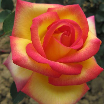 Edelrose 'Jean Piat®' Edelrose 'Jean Piat®'